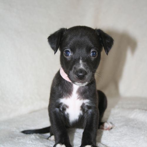 Lévriers whippet #0