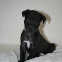 Lévriers whippet #3