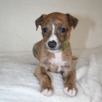 Lévriers whippet #5
