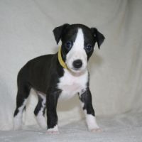 Lévriers whippet #7