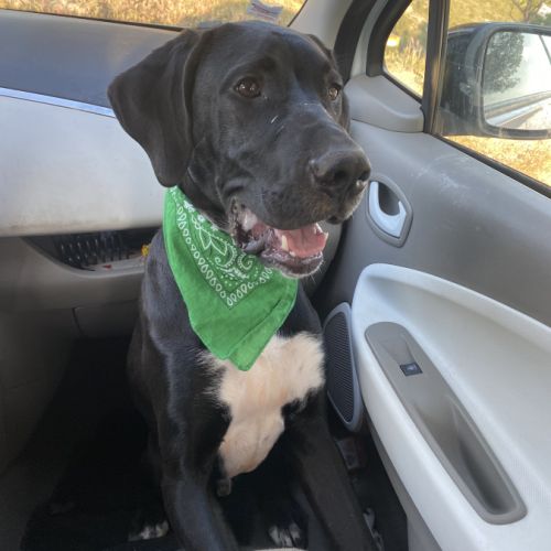 Dogue allemand/ labrador 9mois