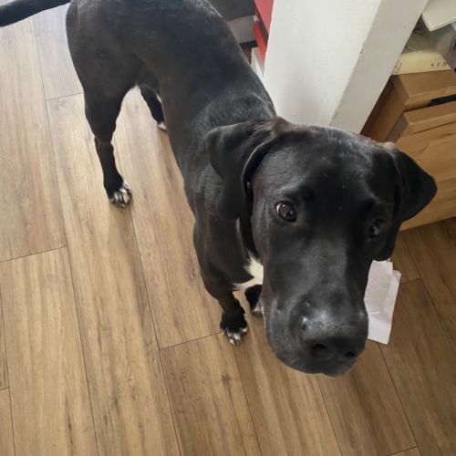 Dogue allemand/ labrador 9mois #2