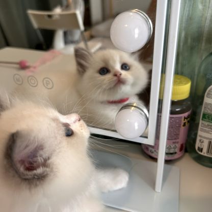 Magnifiques chatons ragdoll loof #1