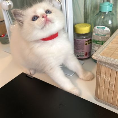 Magnifiques chatons ragdoll loof #2