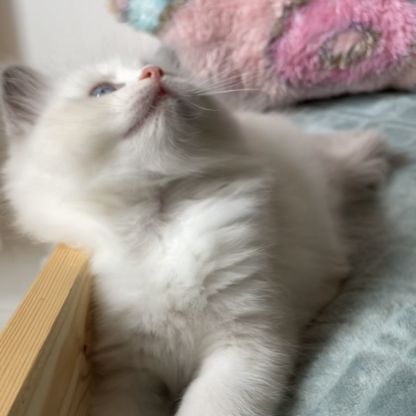Magnifiques chatons ragdoll loof #3