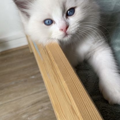 Magnifiques chatons ragdoll loof #4
