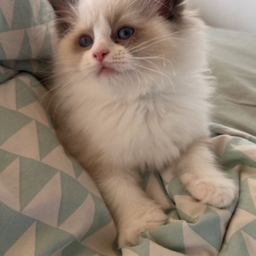 Magnifiques chatons ragdoll loof #7