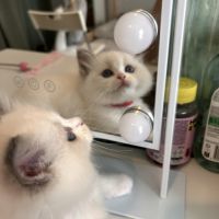 Magnifiques chatons ragdoll loof #1