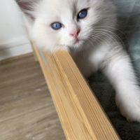 Magnifiques chatons ragdoll loof #4