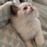Magnifiques chatons ragdoll loof #6
