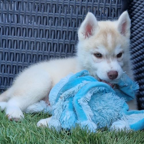 Huskys lof pure race #2