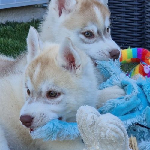 Huskys lof pure race #3