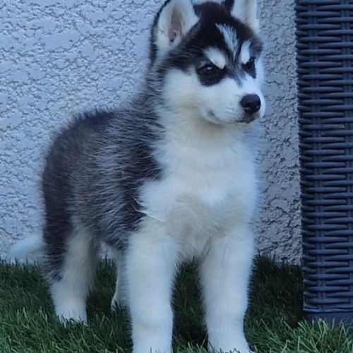 Huskys lof pure race #10