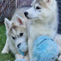 Huskys lof pure race #1