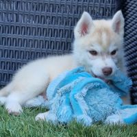 Huskys lof pure race #2