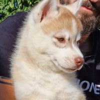 Huskys lof pure race #4