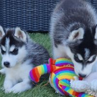 Huskys lof pure race #5