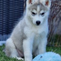 Huskys lof pure race #6