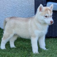 Huskys lof pure race #7