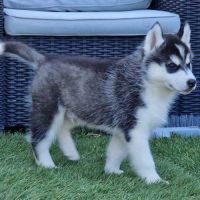 Huskys lof pure race #8