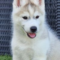 Huskys lof pure race
