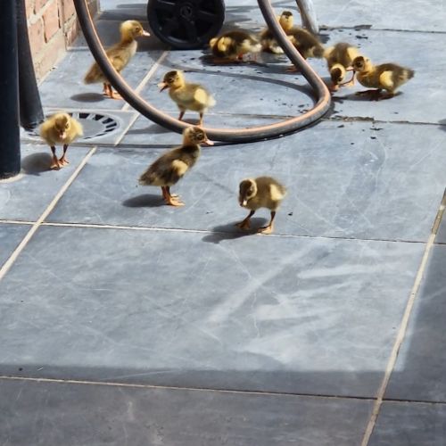 Canard coureur indien #2