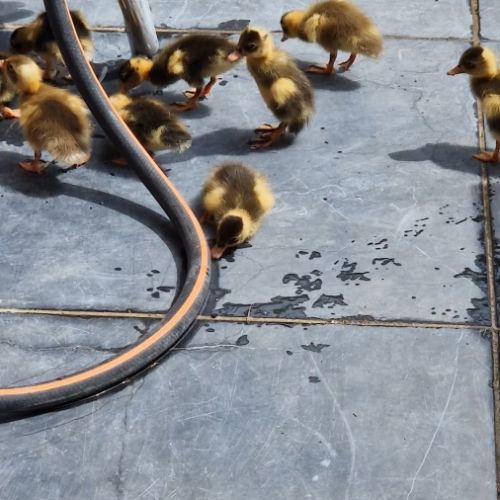 Canard coureur indien #3