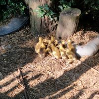 Canard coureur indien