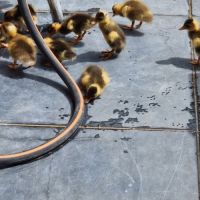 Canard coureur indien #3