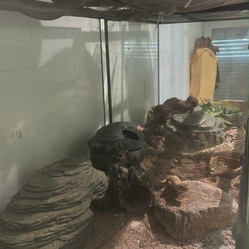 Gecko léopard mâle avec habitat #1