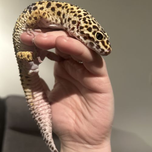 Gecko léopard mâle avec habitat #0