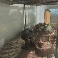 Gecko léopard mâle avec habitat #1