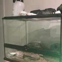 Gecko léopard mâle avec habitat #2