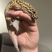 Gecko léopard mâle avec habitat
