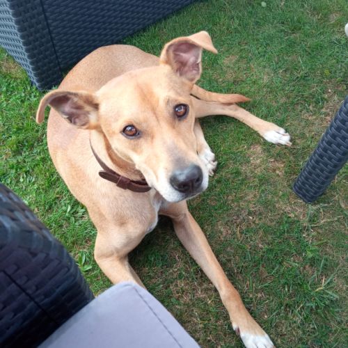 Don chien taille moyenne