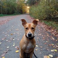 Don chien taille moyenne #1