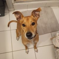 Don chien taille moyenne #2