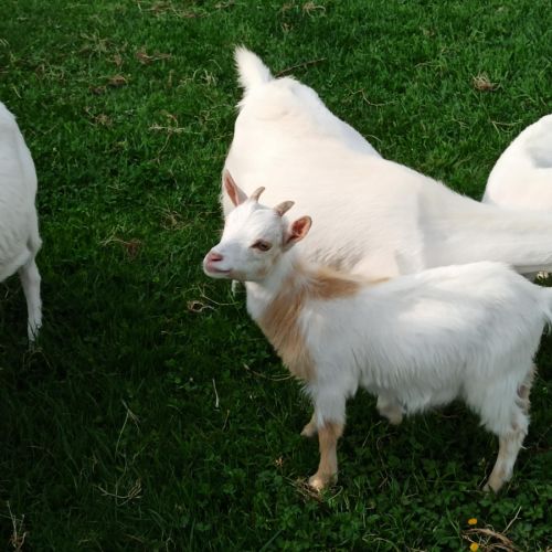 Chevreau nain castré roux et blanc #0