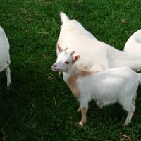 Chevreau nain castré roux et blanc