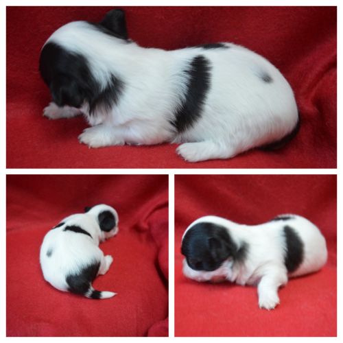 3 femelles chihuahua poils longs à réserver #8