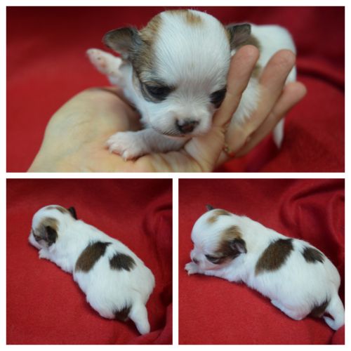 3 femelles chihuahua poils longs à réserver #9