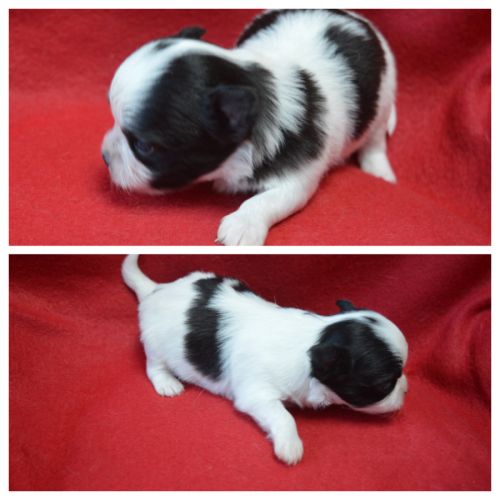 3 femelles chihuahua poils longs à réserver #10