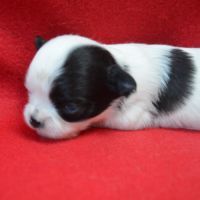 3 femelles chihuahua poils longs à réserver #1