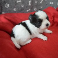 3 femelles chihuahua poils longs à réserver #2