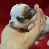 3 femelles chihuahua poils longs à réserver