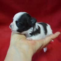 3 femelles chihuahua poils longs à réserver #4