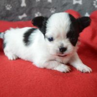 3 femelles chihuahua poils longs à réserver #5