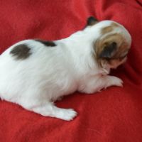 3 femelles chihuahua poils longs à réserver #6