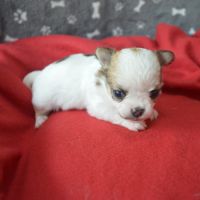 3 femelles chihuahua poils longs à réserver #7