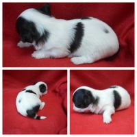 3 femelles chihuahua poils longs à réserver #8